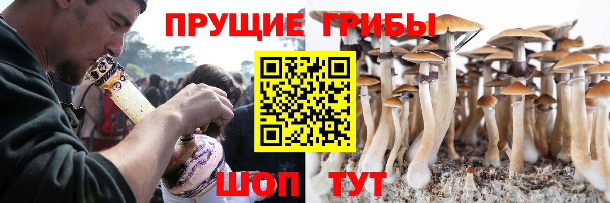 Псилоцибиновые грибы GOLDEN TEACHER  Вход с VPN  Псилоцибиновые грибы Cubensis  Чистополь 